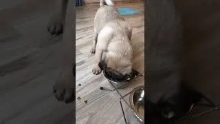 Pug loves food  #shorts