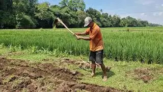 GENIUS FARMER&rsquo;S METHOD: TURNING SOIL EASILY WITH A SIMPLE SMART TOOL! - Agriculture Farming