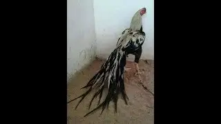 Long Tail Amazing  Chicken Breeds