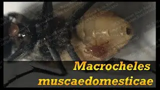 Macrocheles muscaedomesticae on flies from a laying hens farm in Peru