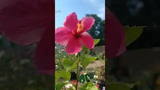 Hibiscus flower || #statusvideo #whatsappstatus #garden #flowers #status #nature