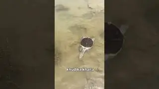 (Aaj Soft shell turtle ko release kiya)#pets #turtle #fish #tortoise #shorts