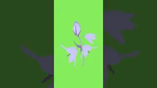 Floral animation video || green screen || free download || 49