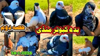Part:2 Wednesday Pigeon Market Layyah New Entertainment | Talk of Colored People and Colored Pigeons