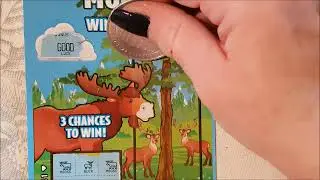BUCK BUCK MOOSE