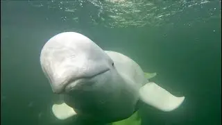 Beluga AquaGliding™—An Underwater View!