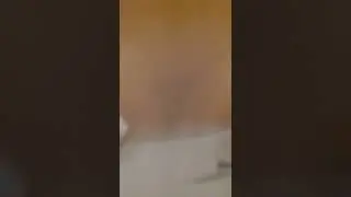 dumb rabbit