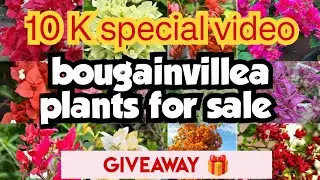 Bougainvillea plants for sale||10 k special video||sera's gardens||14-02-26