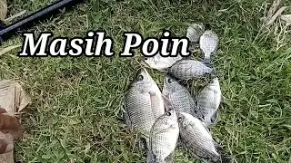 ALHAMDULILLAH || MASIH POIN BOLOO || MANCING NILA LIAR UMPAN LUMUT