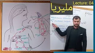 Apicomplexes | Life cycle of plasmodium | sporozoans | Malaria | pashto lecture | kingdom protista