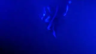 Night Swim with the Manta Rays
