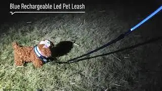 USB Rechargeable Blue LED Pet Leash For Warning In Night