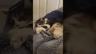 Princess Infanta/Принцесса  Инфанта/#short  #cats #cat