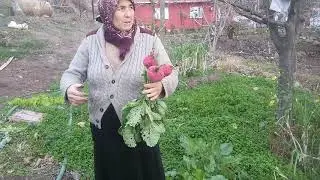 AYŞE TEYZENİN TURP BAHÇESİ