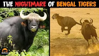 INDIAN GAUR - The Nightmare of Bengal Tigers