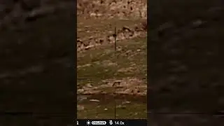 710 yard one shot kill. .243Win