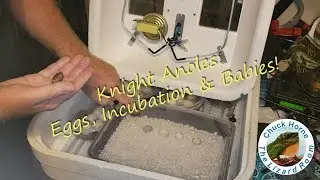 Knight Anoles: Eggs, Incubation & Hatchling Care!