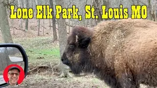 Lone Elk Park, St. Louis County Missouri 😎 Drive Through Animal Park 👍 #buffalo #stl