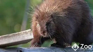 Porcupine vs. Beaver: what are the differences?