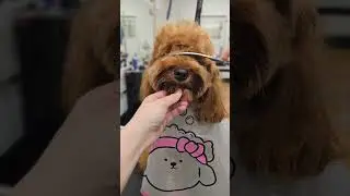 I gave this dog a HUGE makeover!  #minimakeover #grooming #dogs #toypoodle #cavoodle #cavapoo #dog