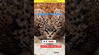 Duniya ka sabse anokha pakshi! 🌊✨||#birds #shorts ||@Factoanit ||