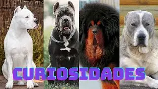 CURIOSIDADES SOBRE PERROS MOLOSOS