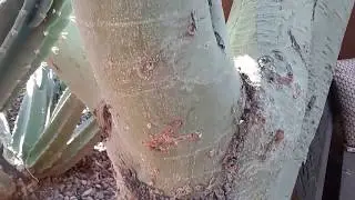 Palo Verde Tree Sick Mesa AZ 480 969 8808 Warner's Tree Surgery 9 28 2017