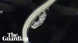 Stunning microscopic worlds captured in video competition