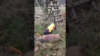 Gonczy Polski Bora vom Brackenstern und ihre erste Sau 🐗🌿