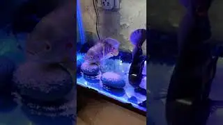 Oscar Fish Eggs Day 1