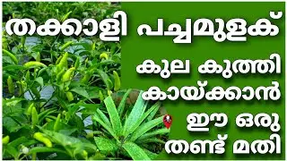 പച്ചക്കറികൾ കുല കുലയായി കായ്ക്കാൻ Mulak thakali krishi | kanthari mulak | Chilli tomato cultivation