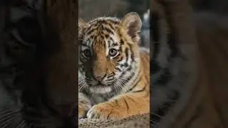 She Saved a Freezing Tiger Cub... Then Something Incredible Happened at Her Door ❄️🐅