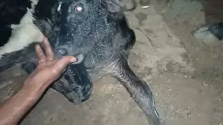 गौ माता ने दिया एक नदी को जन्म 🐄#YouTube video#Jay Gau Mata ki#
