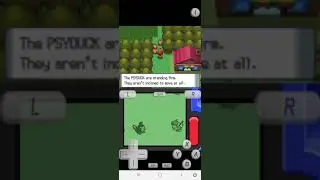 Group of Psyduck blocking the way!! | Route 210 | Pokemon Diamond | Sinnoh Region | SuperNDS |