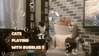 How cat reacts to soap bubbles? | Cats vs Bubbles | My Kitti Cats