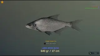 The Fisher Online - Russie - Rivi&egrave;re Pra - Breme bleue