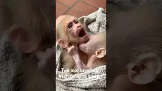Two monkeys hug each other to sleep.