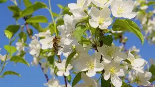 BMPCC 6K video test braw 4K macro video of bees