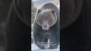 The Boss - Canadas Most Famous Grizzly Bear