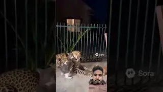 Leopard enters into home aggressive cat fight him #leopard #cat #leopardcat #fight