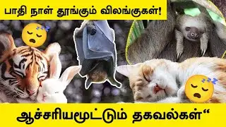 பாதி நாள் தூங்கும் விலங்குகள்! |Top 10 Longest Sleeping Animals #animals #tamilfacts #tamil