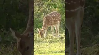 animals .live animal cam #shortvideo #wildlife #animals #deer
