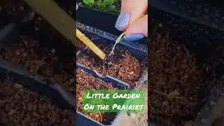 Transplanting Pansies - Short Season Gardening in Zone 3