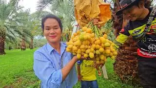 Harvesting date fruit fresh fruit