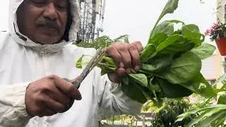 Terrace farming, Palak leaf and dhaniya leaf, morning garden.