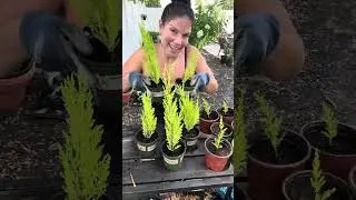 Lemon Cypress, propagations, topiary starters  starters and gross propagation update