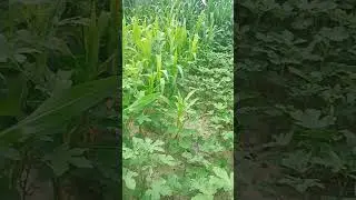 Beautiful grassland|crops in the field 😀😀😀😀😀