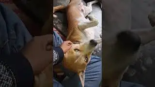 Dog / Danzoo  ki Nautanki /Funny dog 🐕 #tweening #dog #dogs #dogshorts #dogvideos #funny #animals