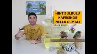 Hint Bülbülü Kafesinde Neler Olmalı | Kafes Düzeni