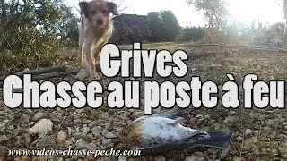 Grives, chasse au poste &agrave; feu